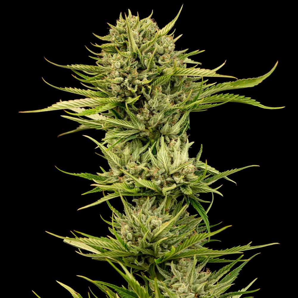 Blueberry Pie F1 Fast Feminised Seeds