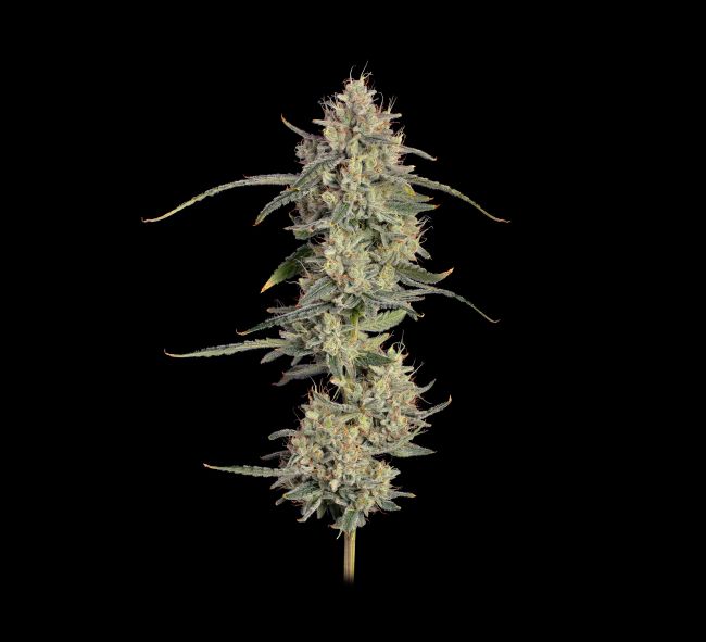 Chem Cookies Auto Feminised Seeds
