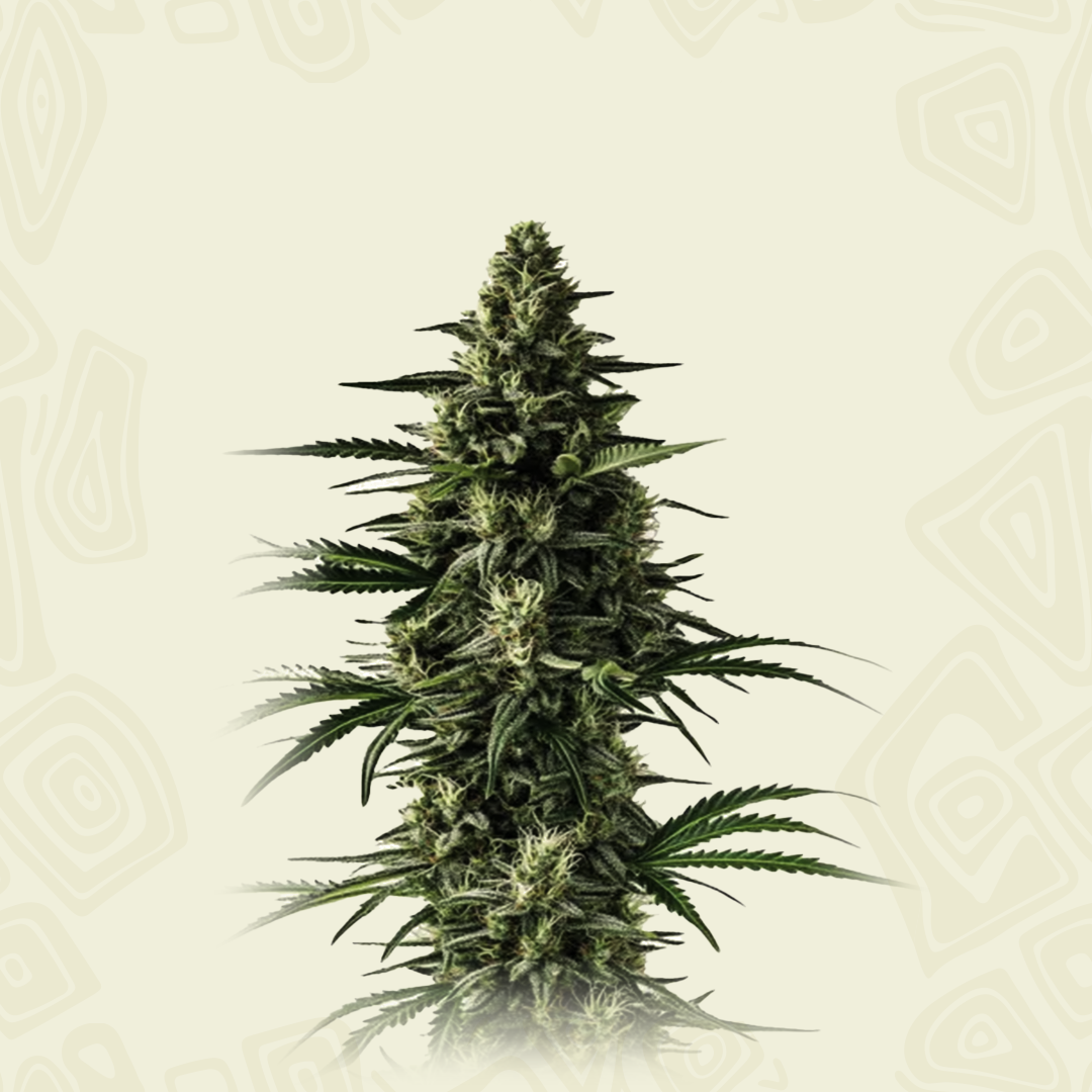 Auto Lemon Tree