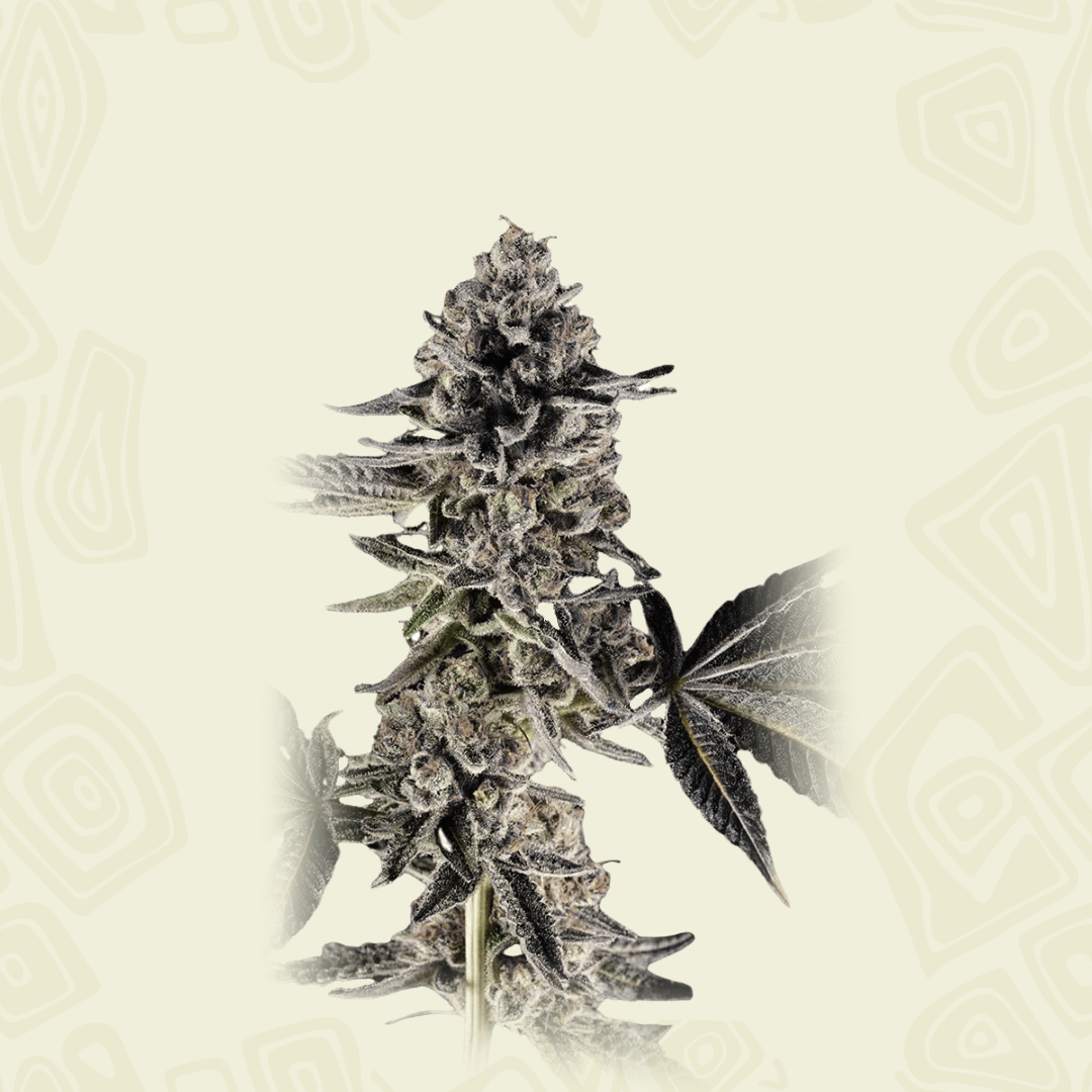 Auto Mandarine