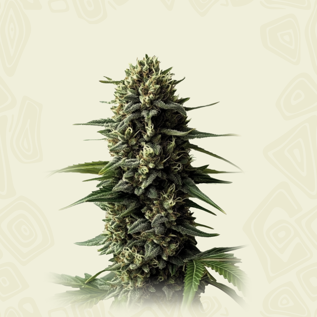 Auto Super Skunk