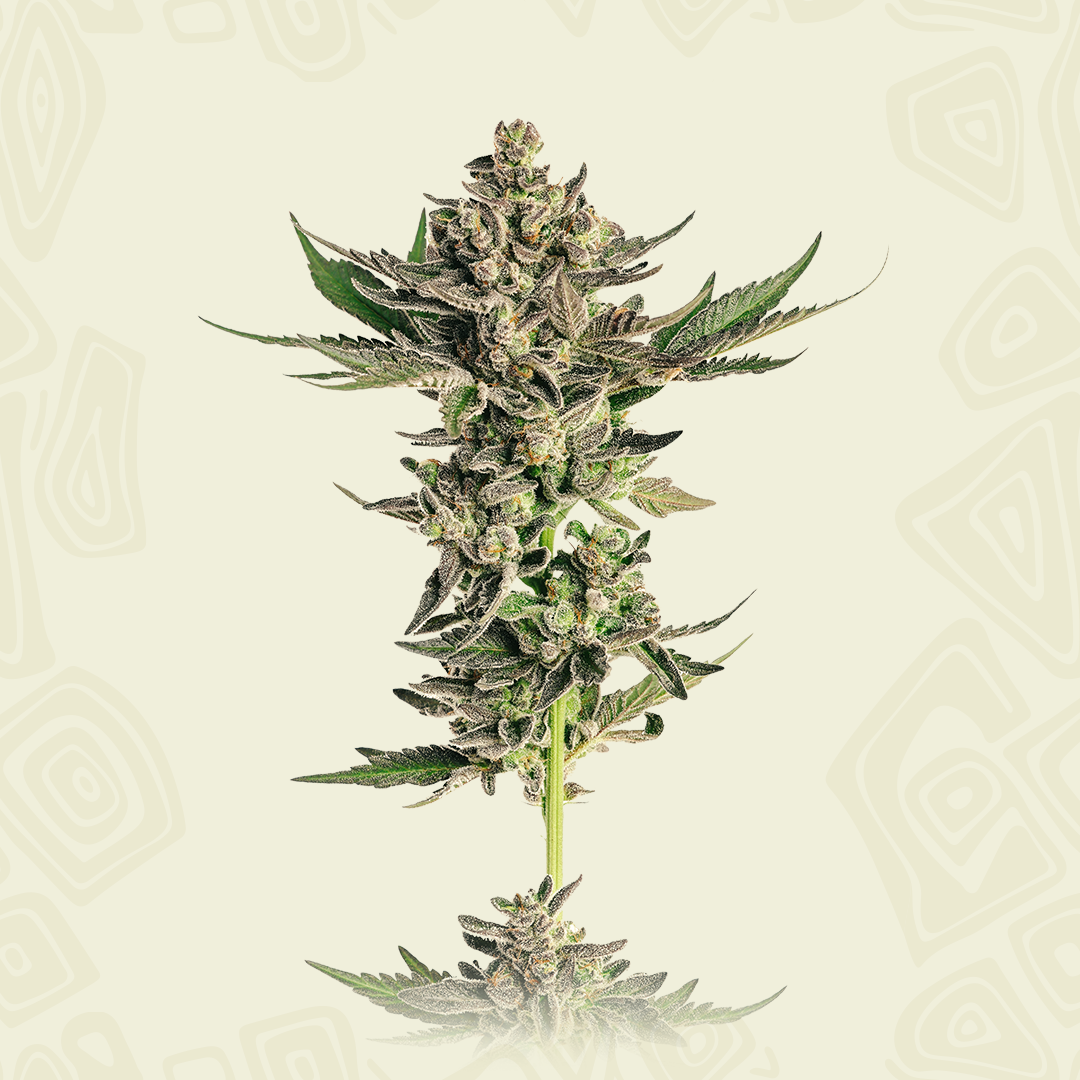 Black Magic Autoflower - Mavericks Genetics