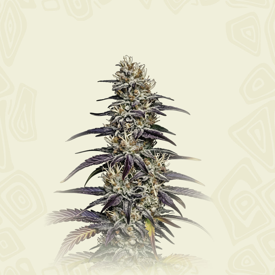 Blue Widow