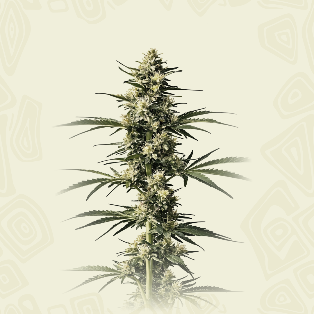 Cbd Critical Mass