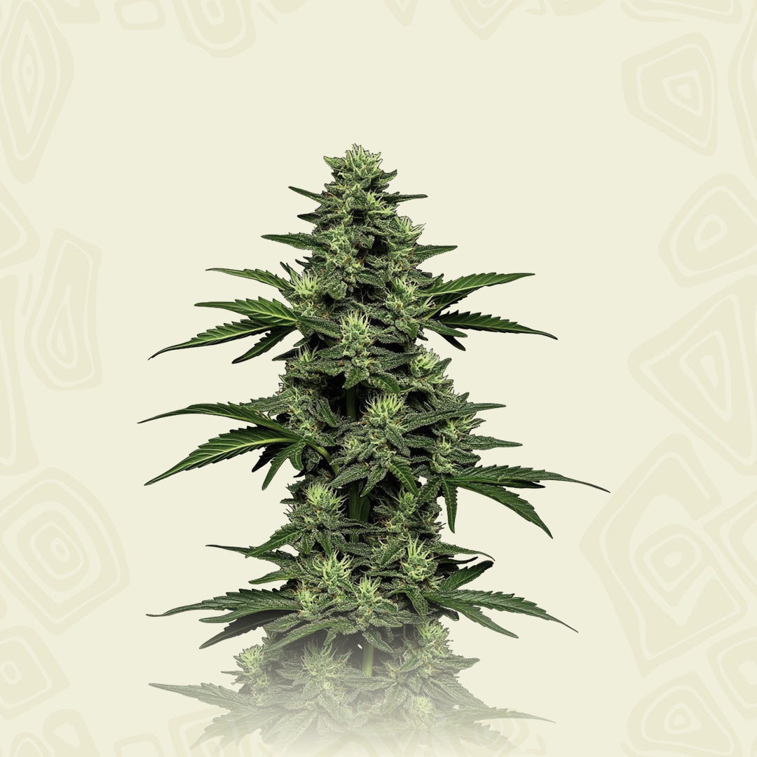 Cbd Kush Auto