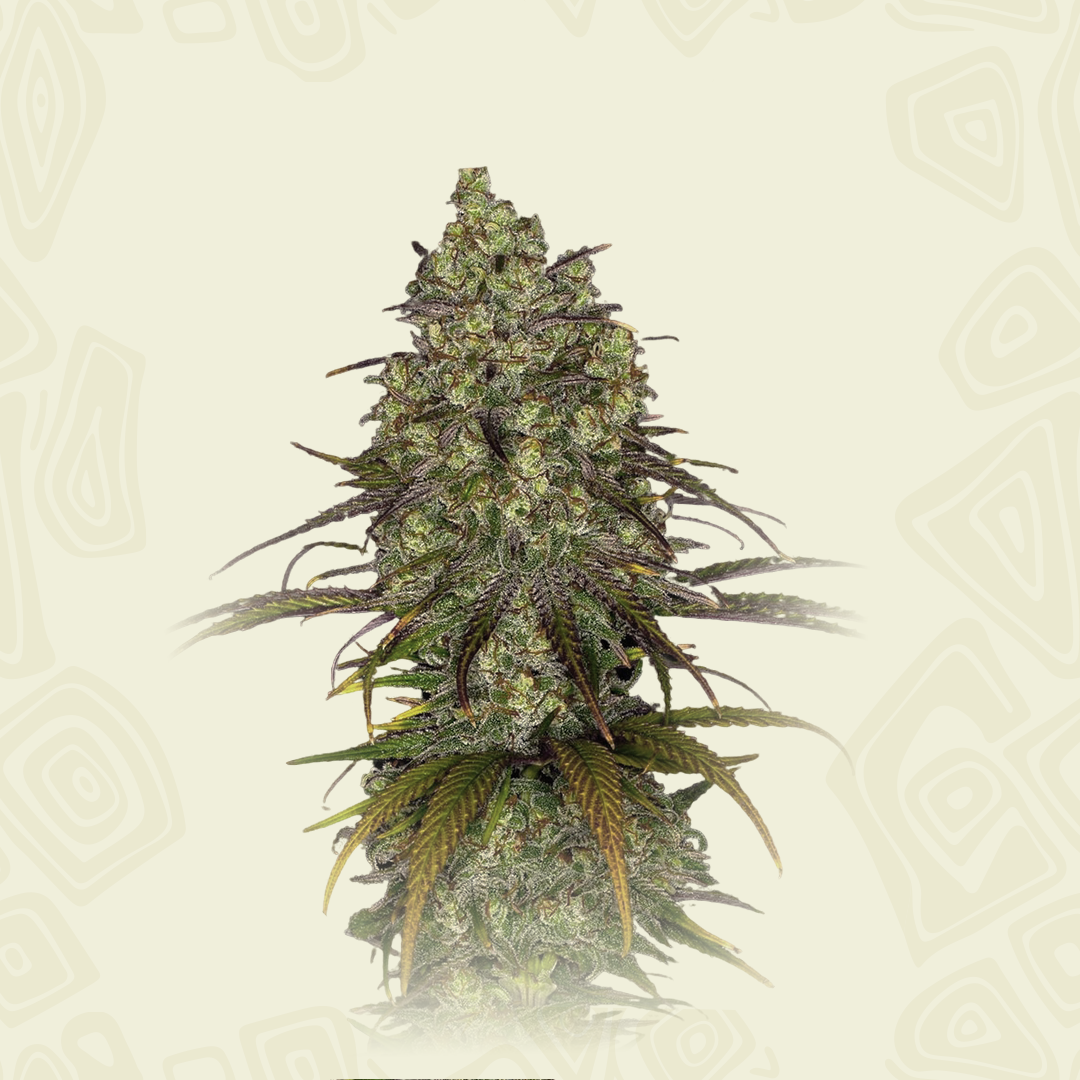 Cbd Tangerine Cookies