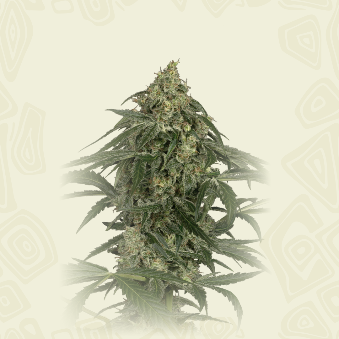 Cbd Zkittelz