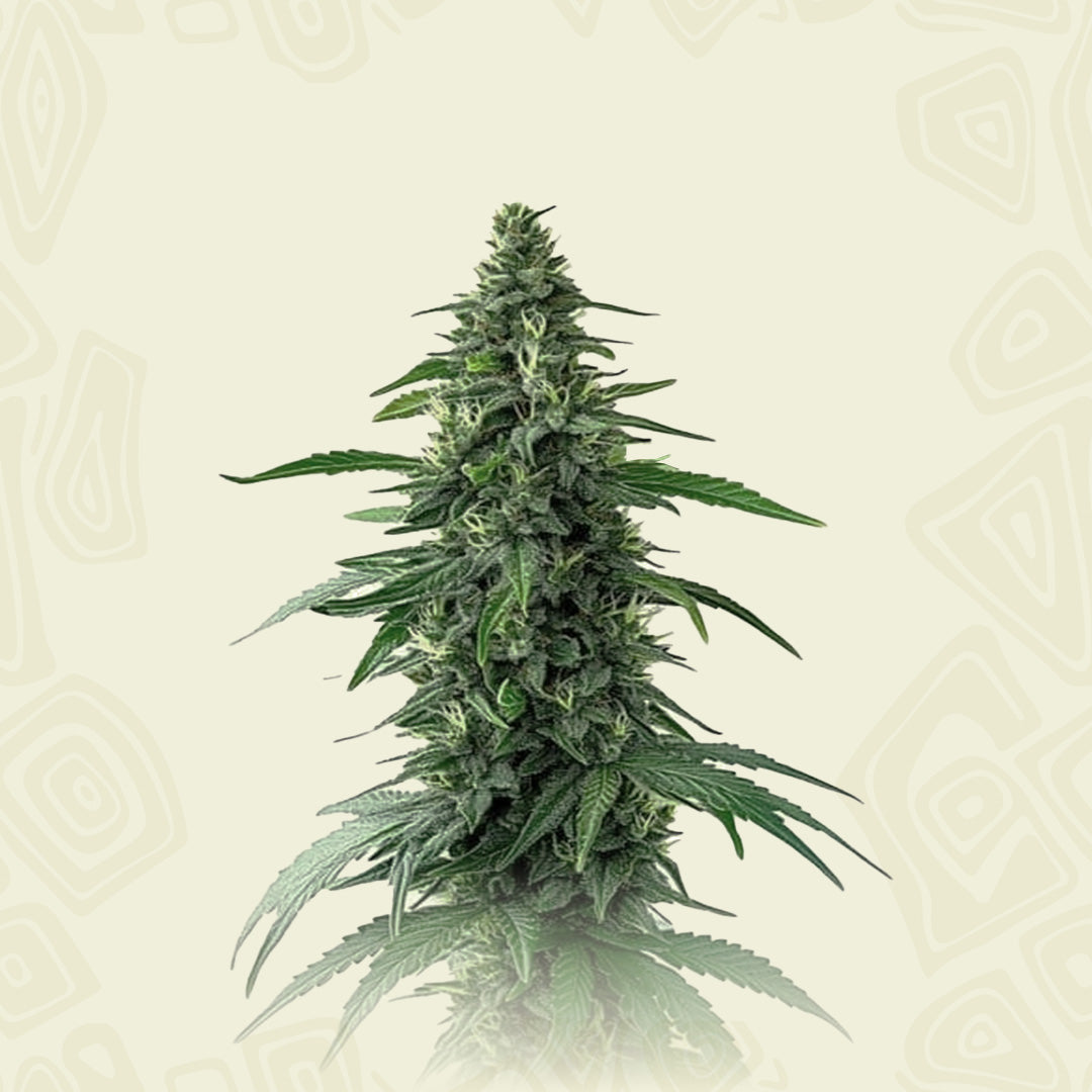 Charlotte Auto Cbd