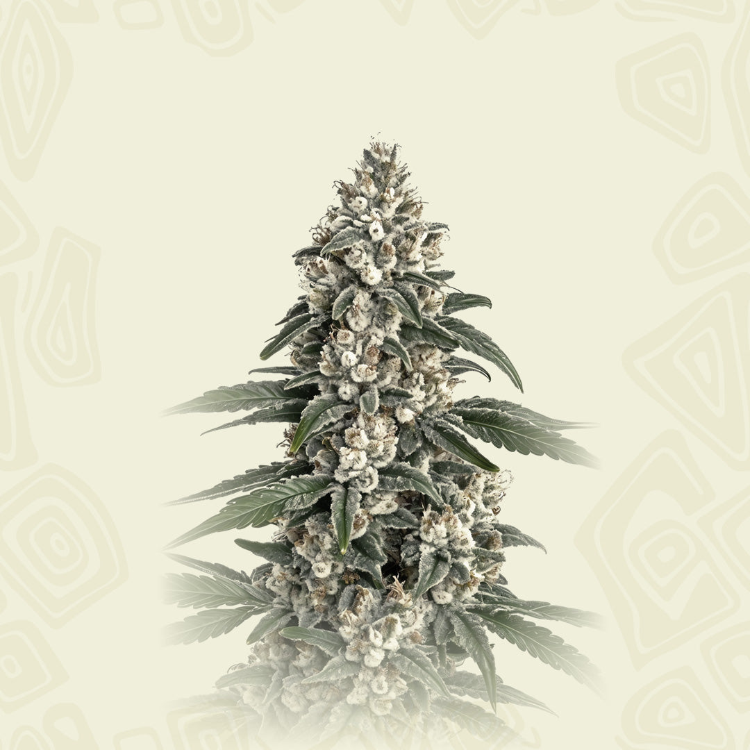 Chemdawg