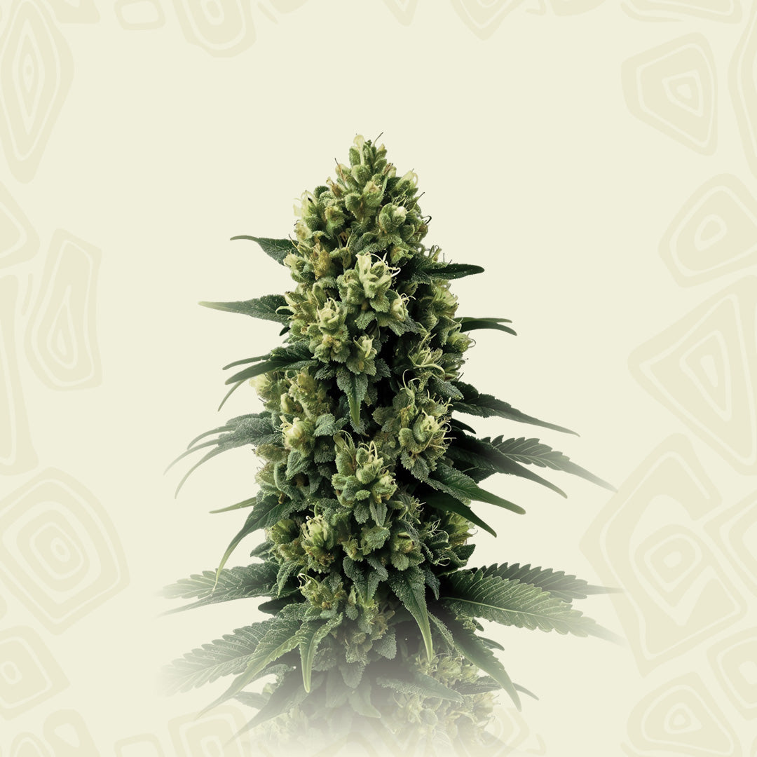 Colombia Gold