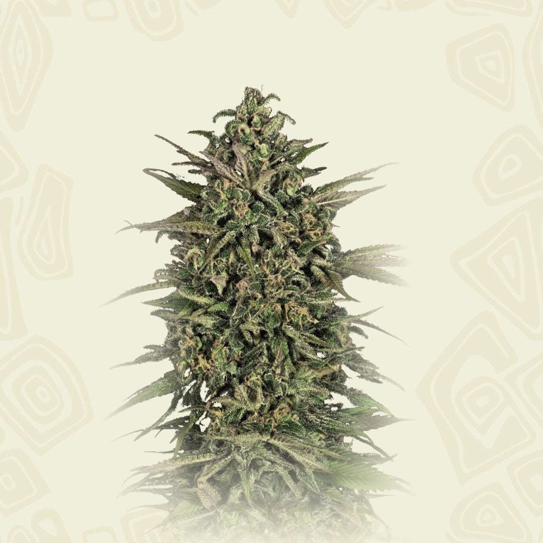 Cookies Kush