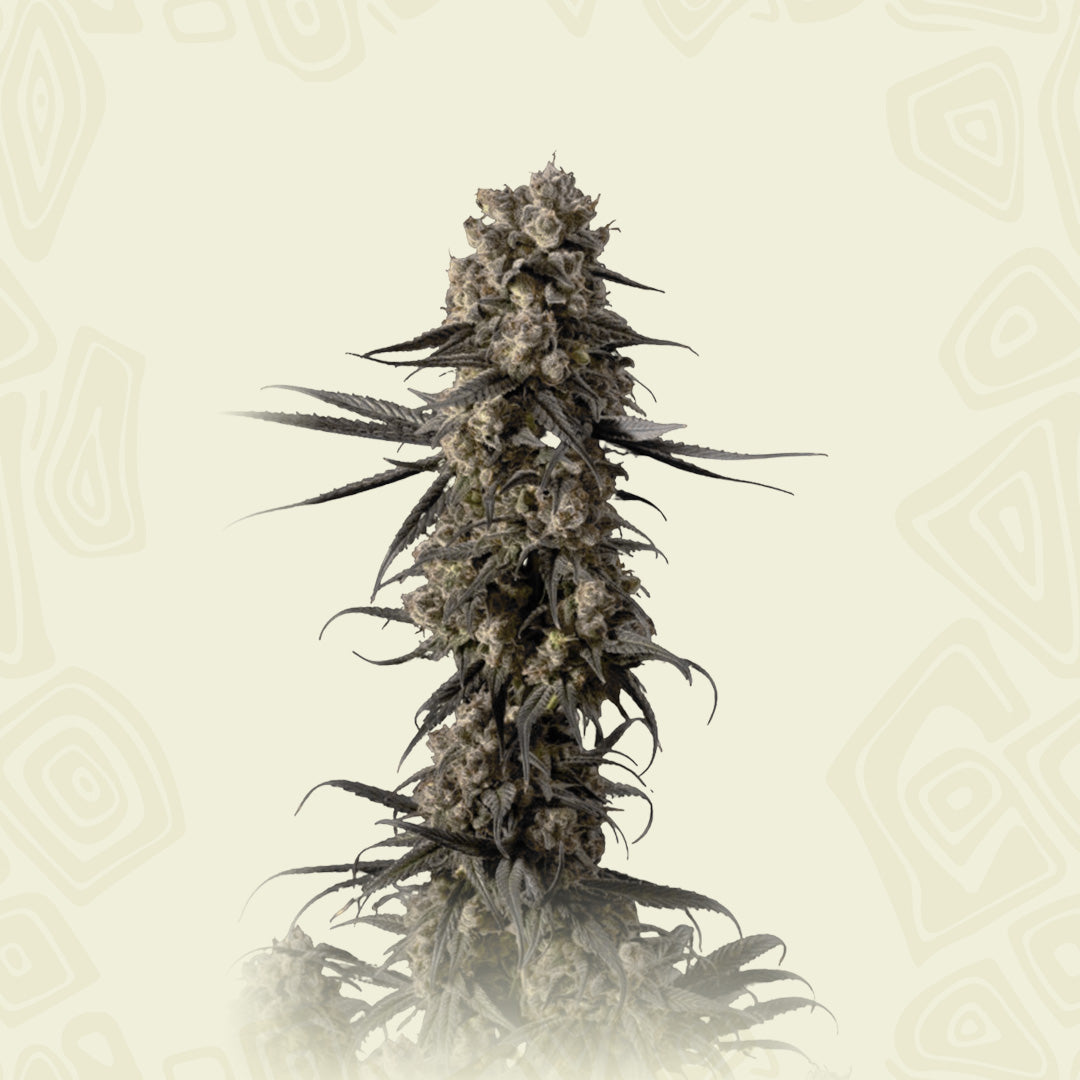 Critical Purple Kush