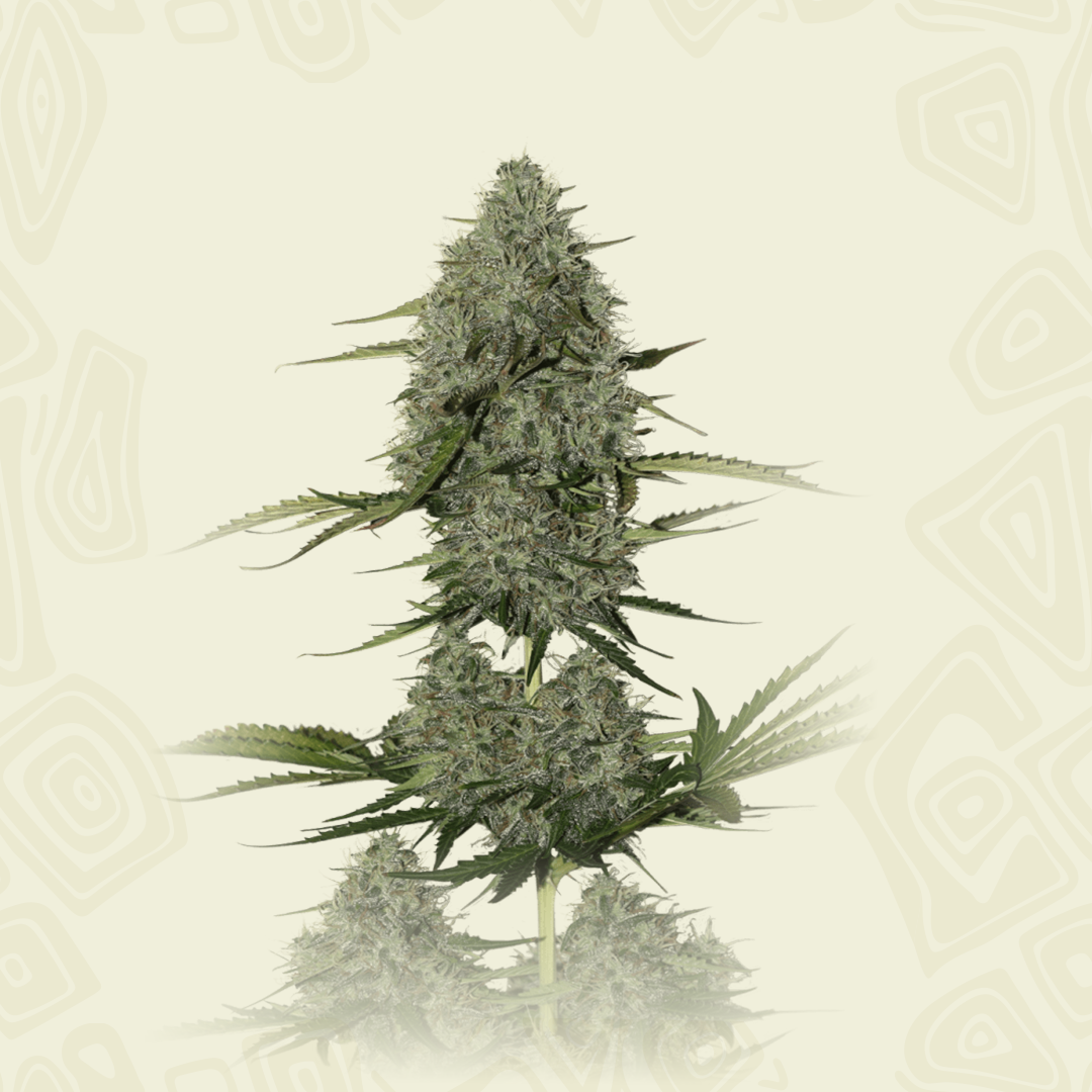Critical Xxl Auto