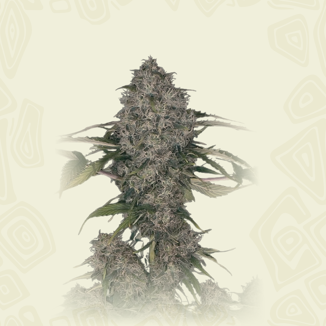 Domina Xxl Auto