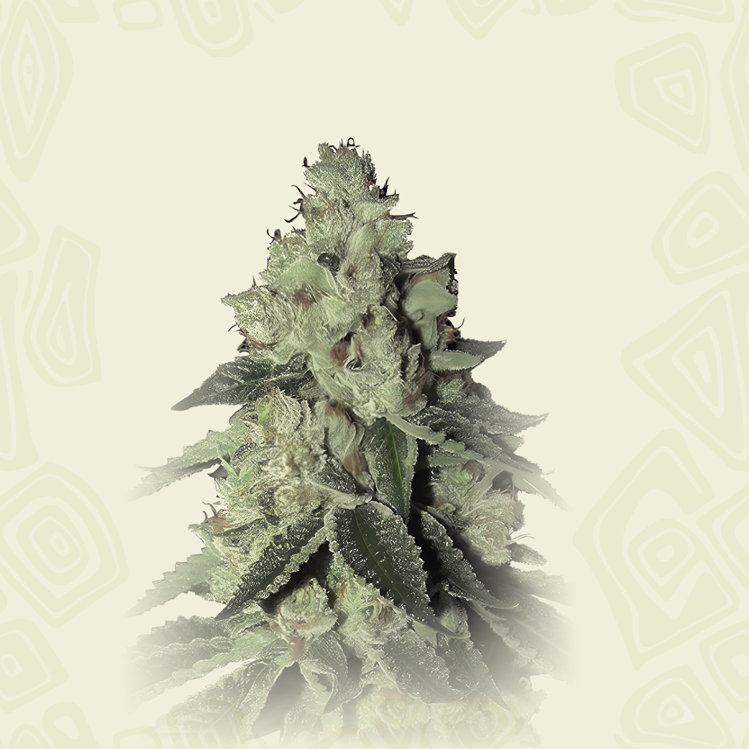 Monkey Haze