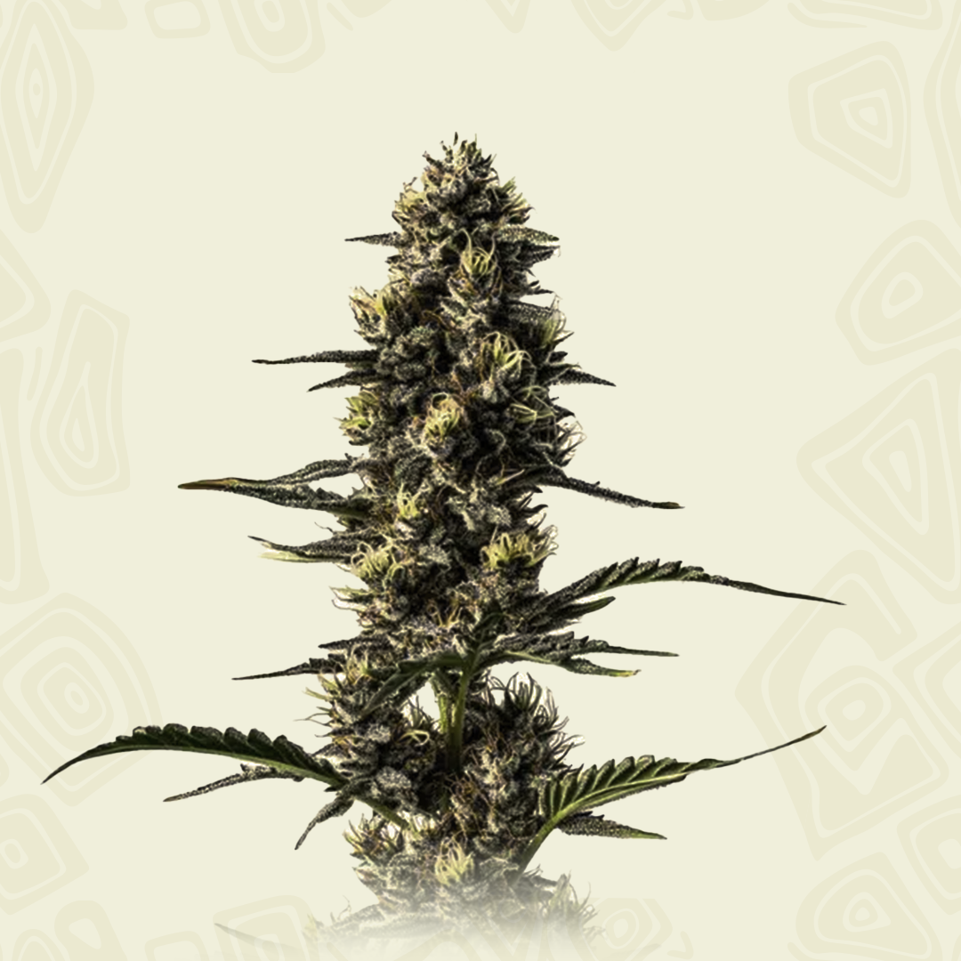 Ny Diesel