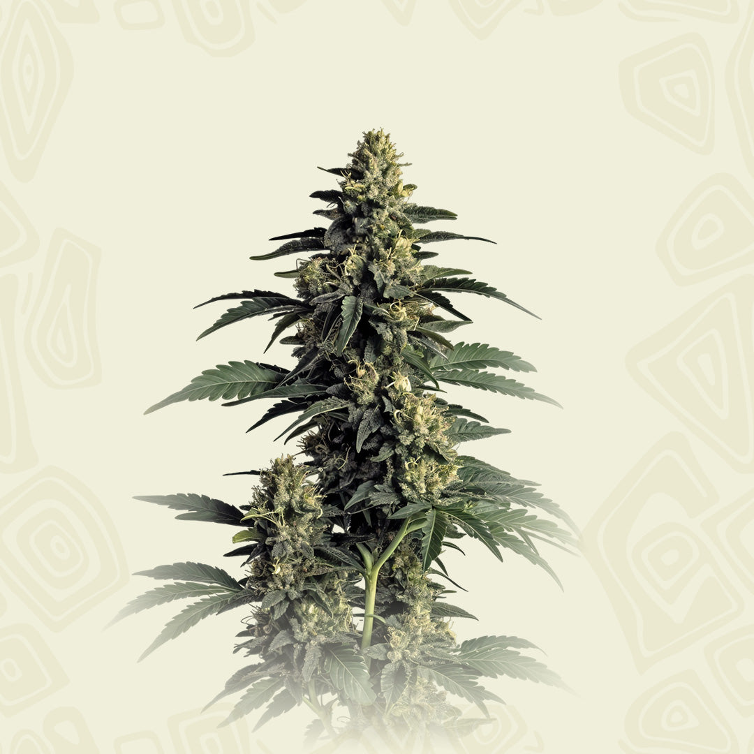 Northern Lights Og Kush
