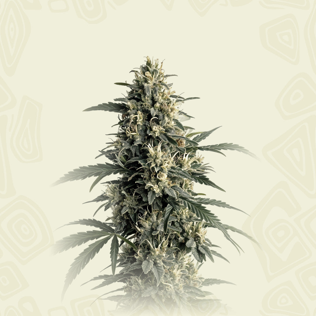 Northern Light#5 X Haze