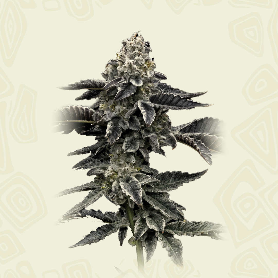 Purple Punch X Blue Dream