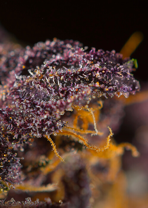 Red Poison Auto Seeds - Image 3