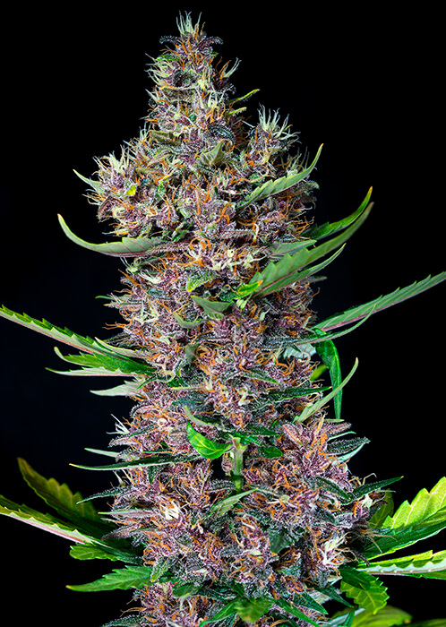 Red Poison Auto Seeds - Image 2