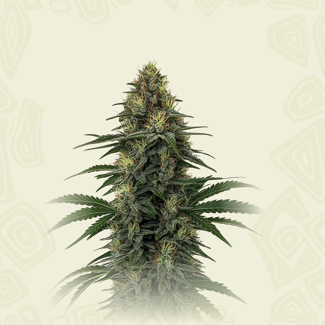 Tangie