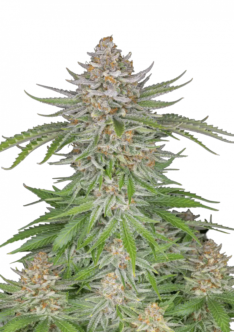 Strawberry Pie Auto