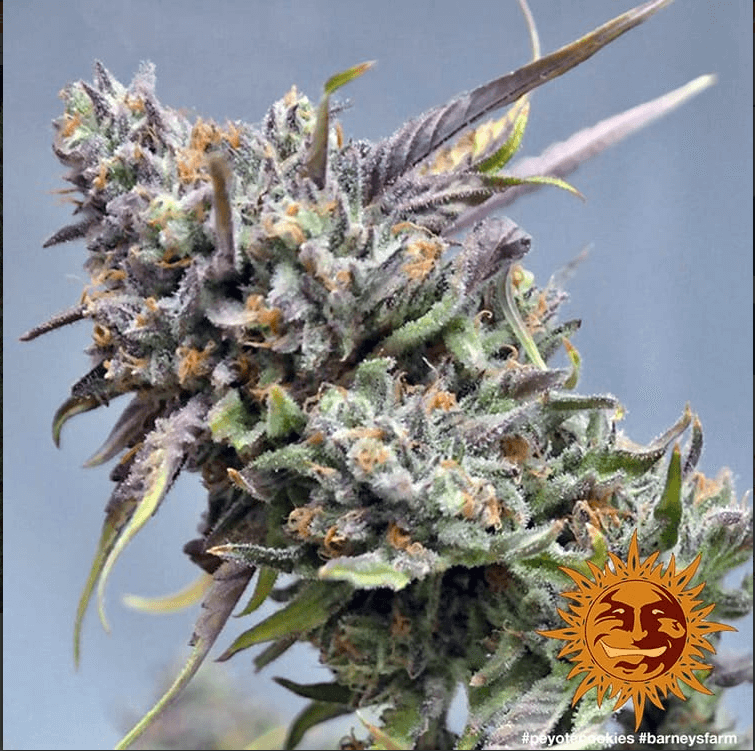 Peyote Cookies Seeds - Image 2