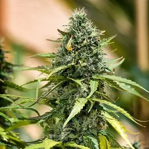 Royal Haze Auto