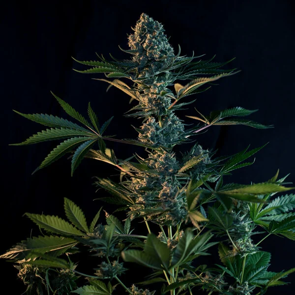 Royal Gorilla