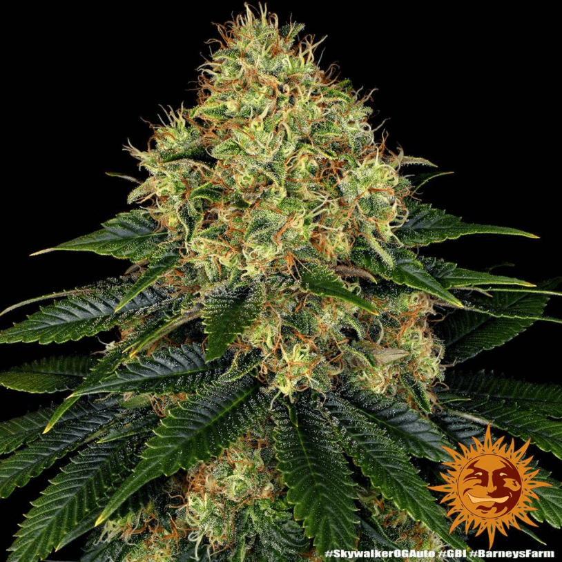 Skywalker OG Auto Seeds - Image 2