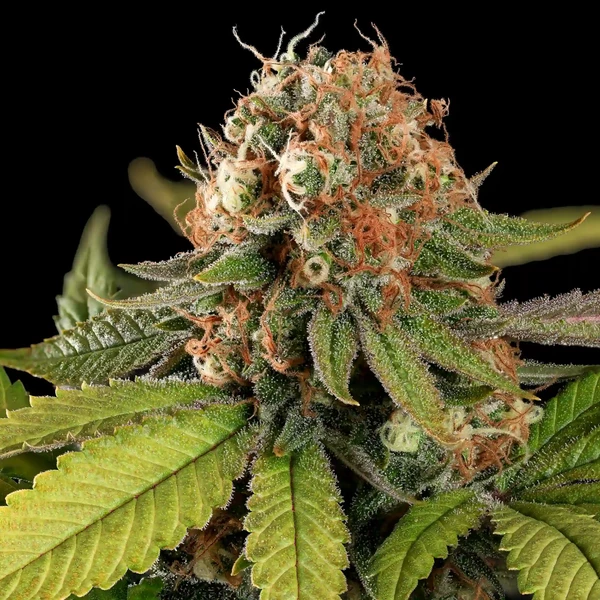 Tatanka Pure CBD