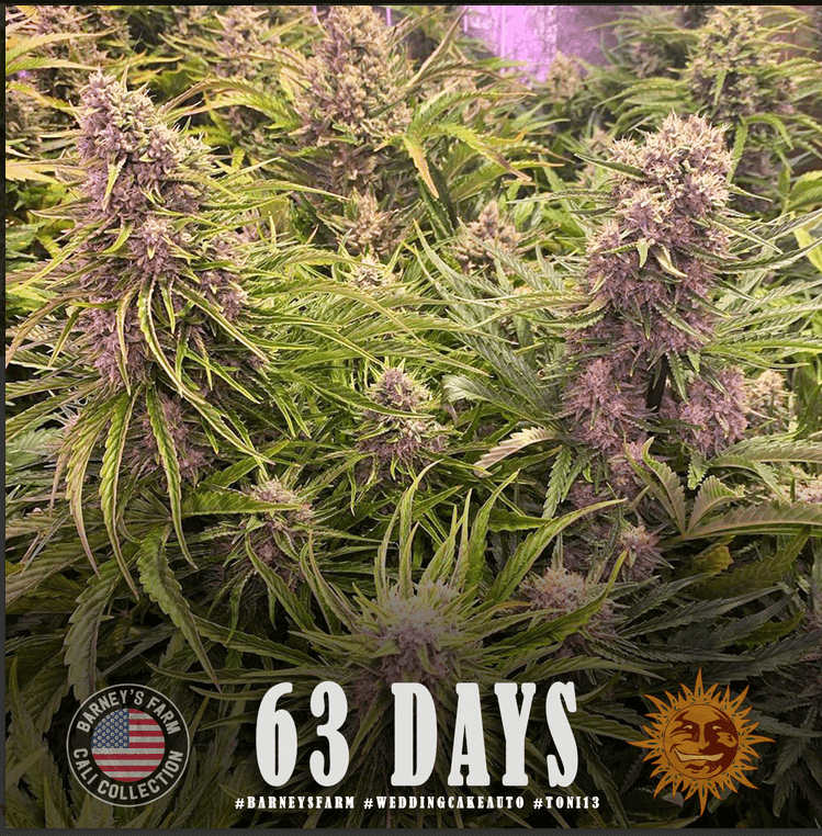 Wedding Cake Auto Seeds - Image 2
