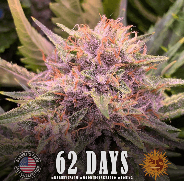 Wedding Cake Auto Seeds - Image 4
