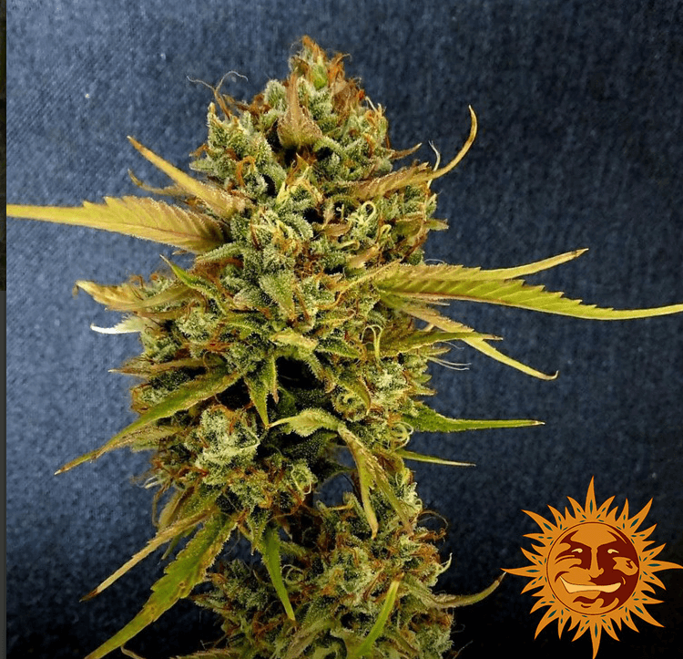Wedding Cake Auto Seeds - Image 5