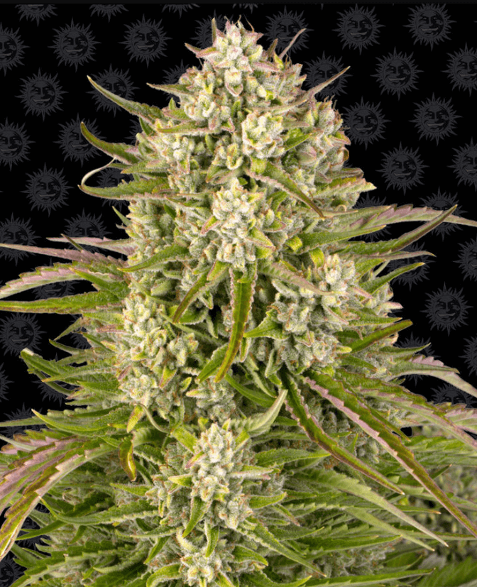 Wedding Cake Auto Seeds