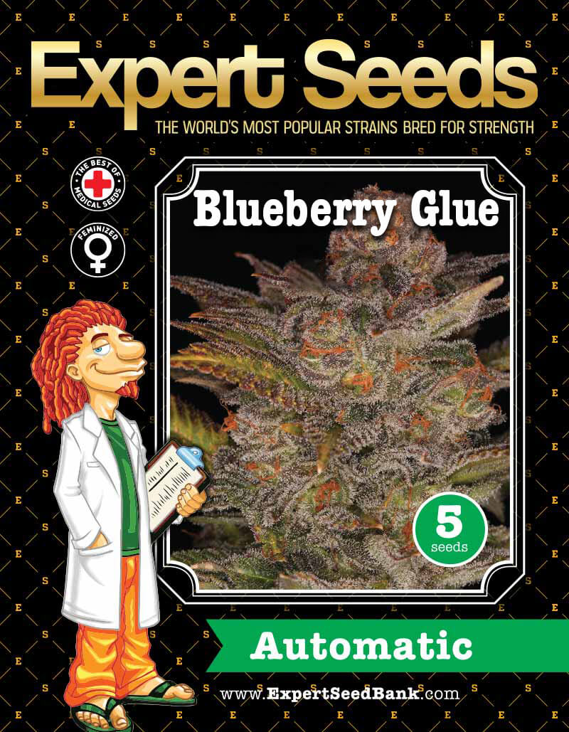 Blueberry Glue Auto 3 Seeds Free - Image 3