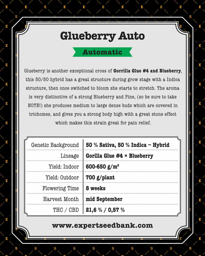 Blueberry Glue Auto 3 Seeds Free - Image 2