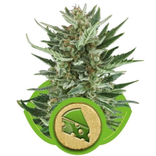 Royal Cheese Automatic Seeds